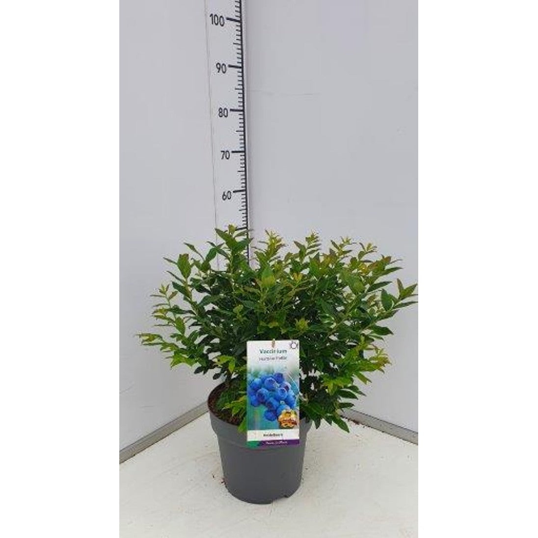 Trädgårdsblåbär – Vaccinium corymbosum 'Hortblue Petite' - C7.5 40-60 CM